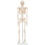 İskelet Modeli (85 cm.)