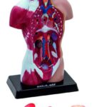 İnsan Vücudu (Küçük Boy, 28 cm)