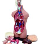 İnsan Vücudu (Büyük Boy, 50 cm)