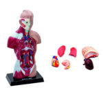 İnsan Vücudu (Küçük Boy, 28 cm)