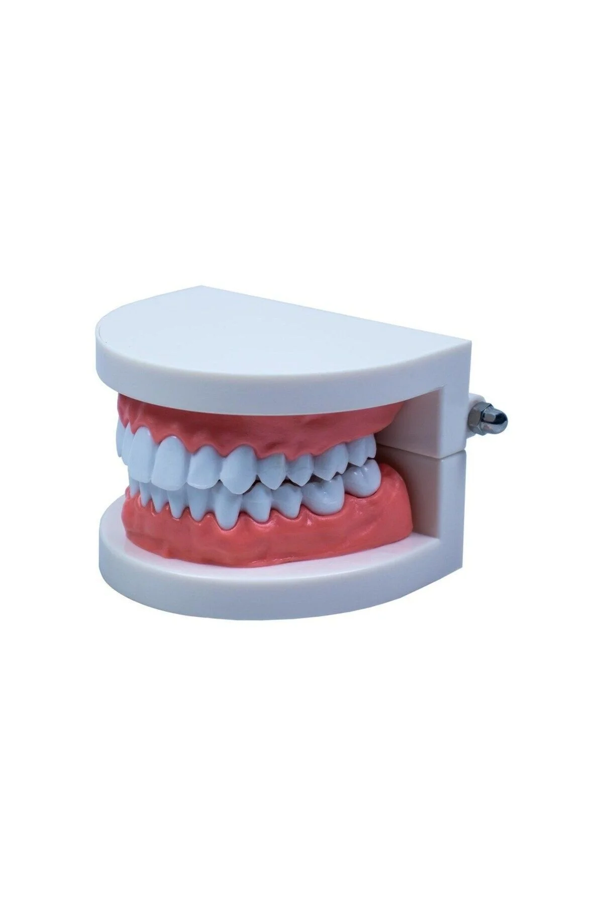 1_org_zoom (1) Diş Modeli Anatomisi - Görsel 1