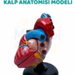 Kalp Anatomisi