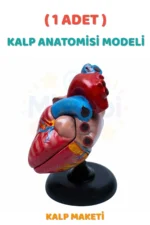 Kalp Anatomisi