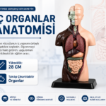 İç Organlar Vücut Anatomisi