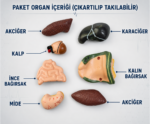 İç Organlar Vücut Anatomisi - Görsel 2