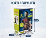 İç Organlar Vücut Anatomisi - Görsel 3
