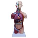 İç Organlar Vücut Anatomisi 49 cm