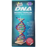 DNA Modeli Yapalım