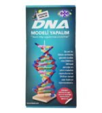 DNA Modeli Yapalım