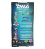 DNA Modeli Yapalım - Görsel 2